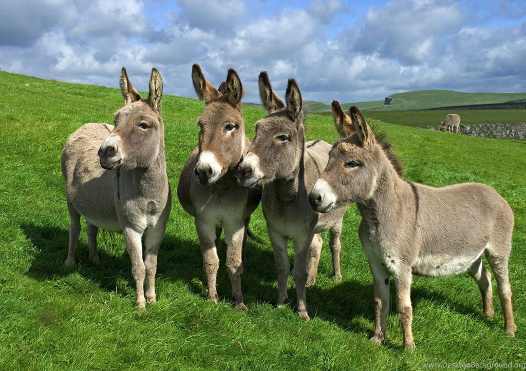 Donkey Hd Wallpapers Free Download Free Hd Wallpapers