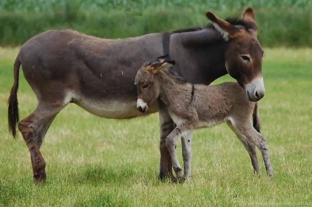 Cute Donkeys Live Wallpapers! Android Apps On Google Play