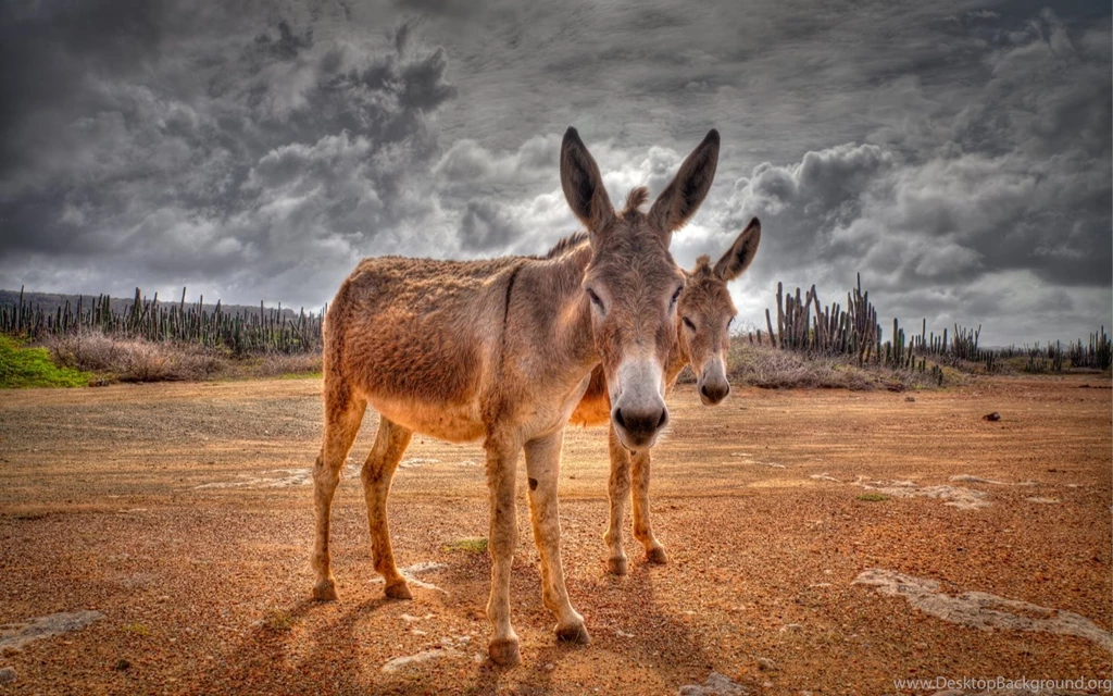 The Donkey Mac Wallpapers Download