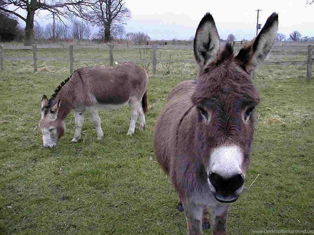 Donkey Wallpapers 2 HD Wallpaper Backgrounds