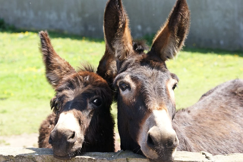 Donkey Pictures Free All Wallpapers New
