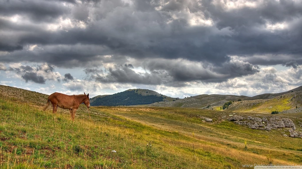 Donkey HD Desktop Wallpapers : Widescreen : High Definition ...