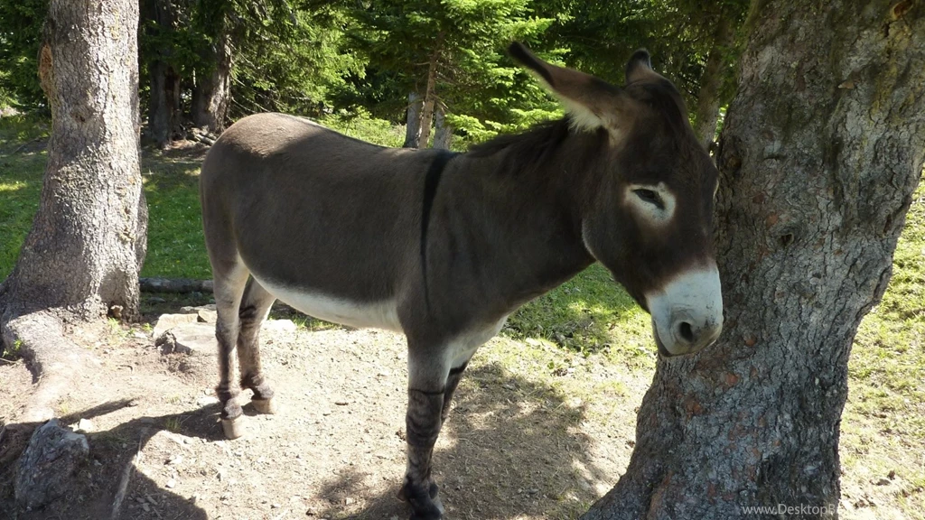 Donkey Wallpapers – Yoyowall.com