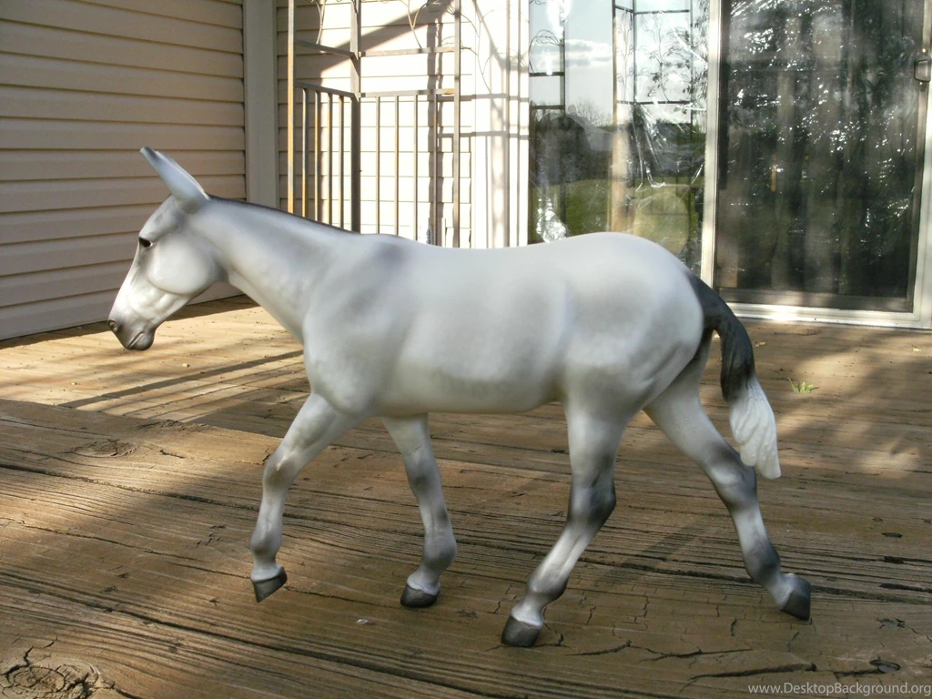 Donkey >> HD Wallpaper, Get It Now!
