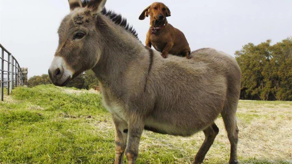 Dog And Donkey Wallpapers (
