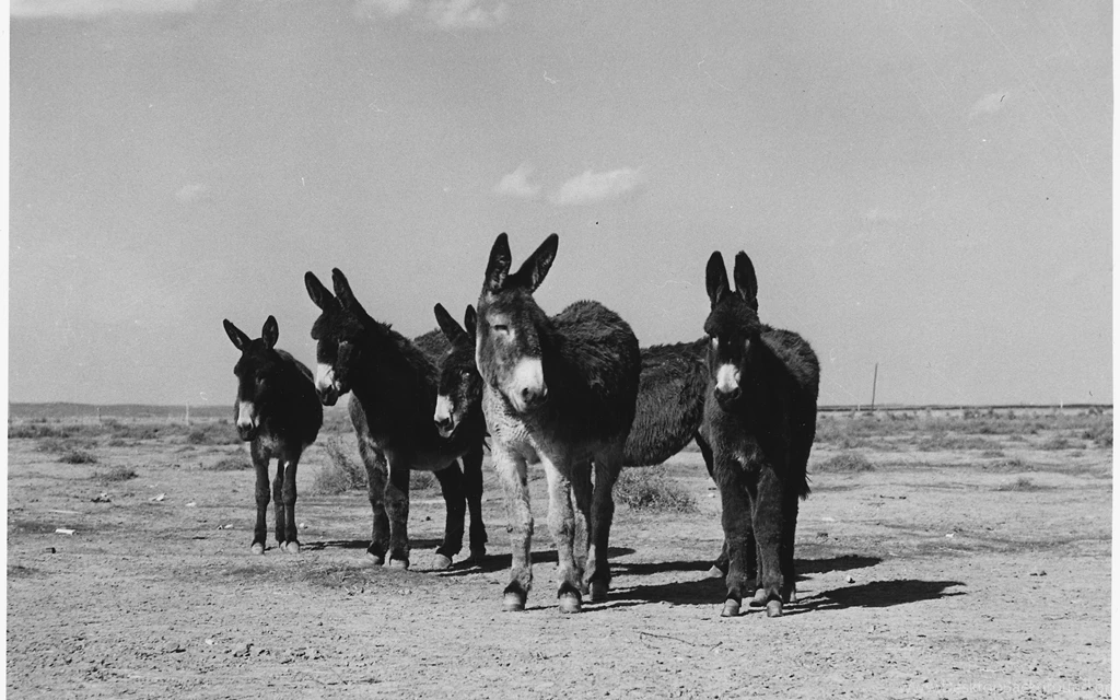 A Family Of Donkeys On A Field Black And White Wallpapers
