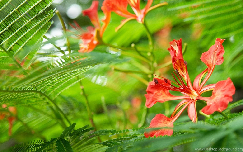 Windows 8 Wallpapers