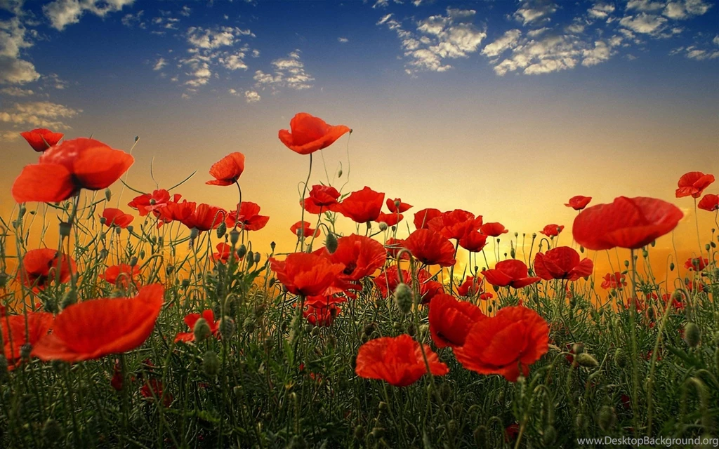 Poppy Flower Images And Wallpapers Download