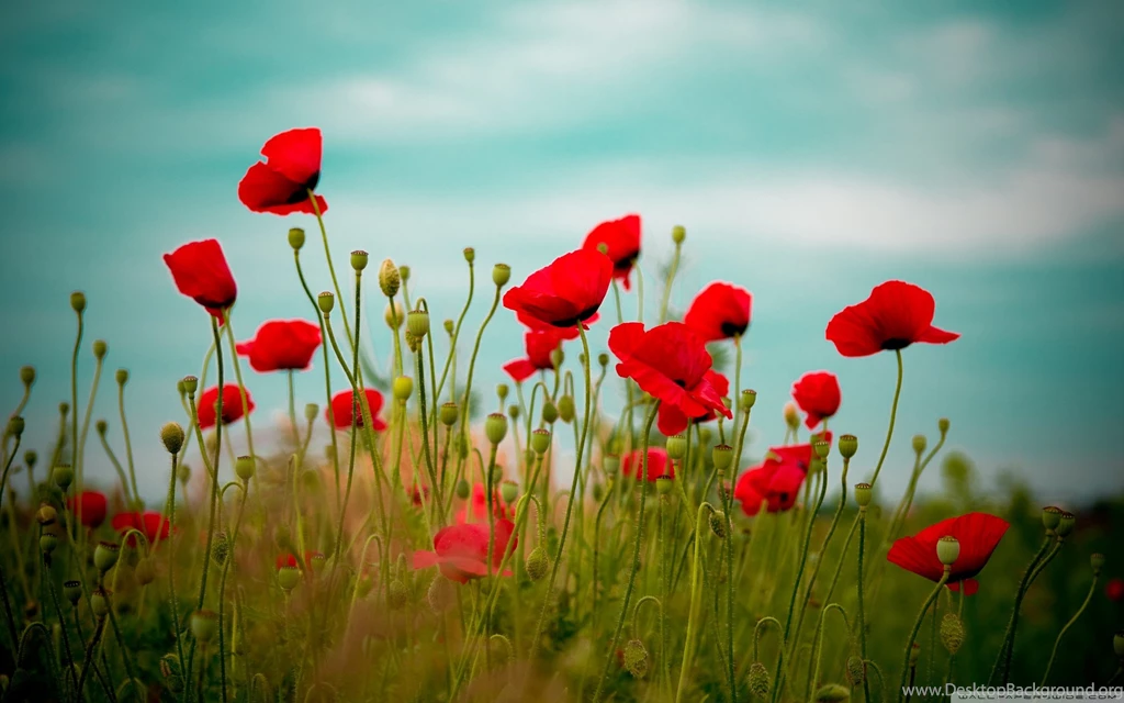 Beautiful Poppy Field HD Desktop Wallpapers : High Definition ...