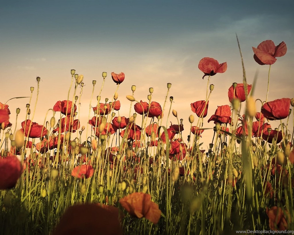 Poppy Wallpapers Wallpapers Cave