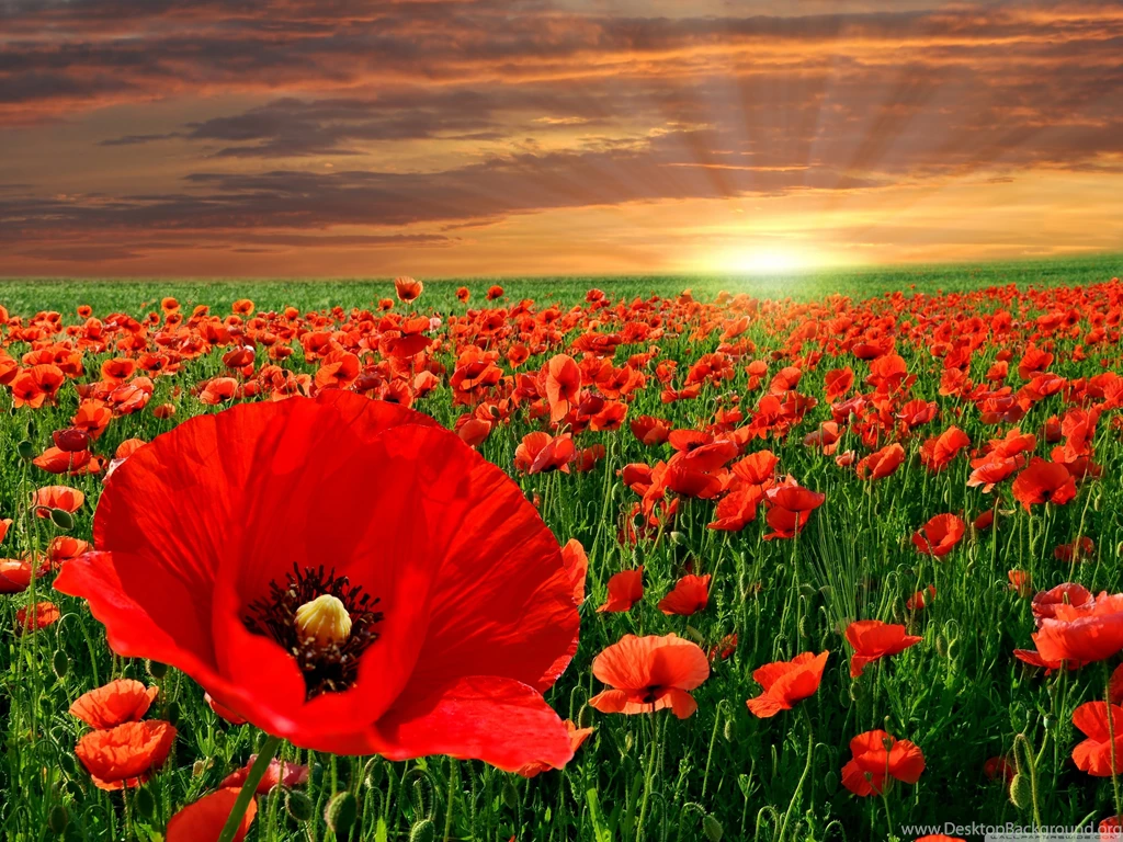 Sunset Poppy Field HD Desktop Wallpapers : High Definition ...