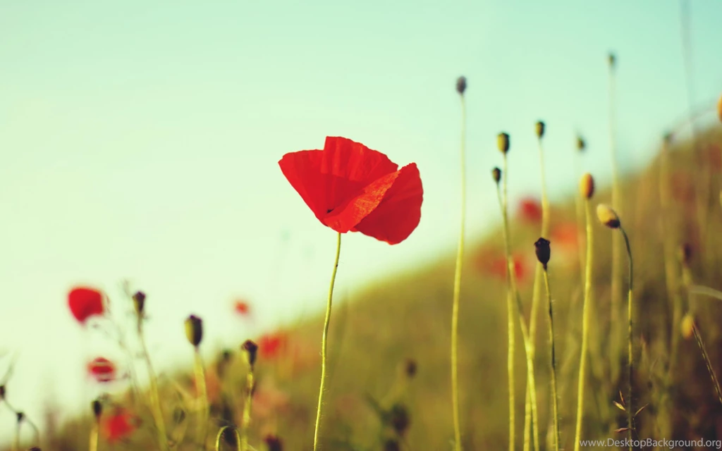 Red Poppy Wallpapers