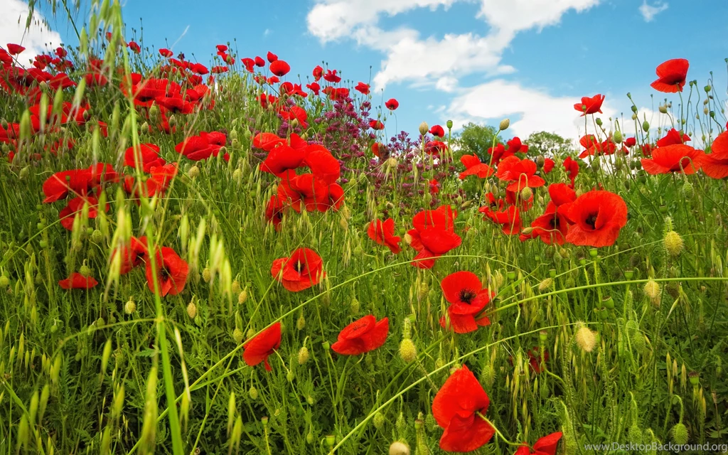 Poppy Wallpapers