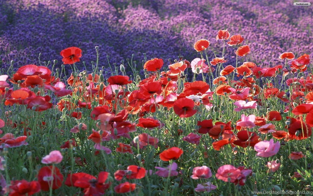 YouWall Poppy Field Wallpapers Wallpaper,wallpapers,free ...
