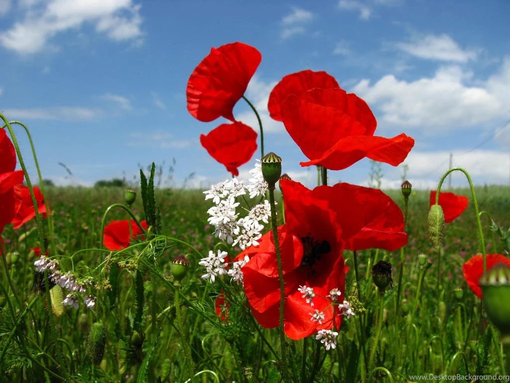 Poppy Wallpapers