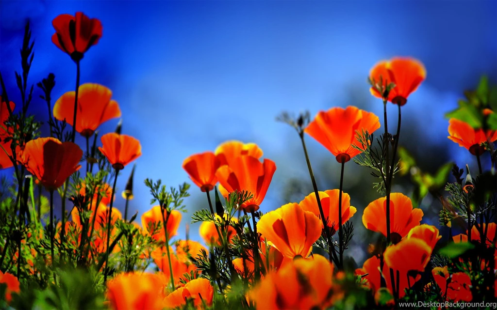 Poppy Wallpapers 2015 Grasscloth Wallpapers