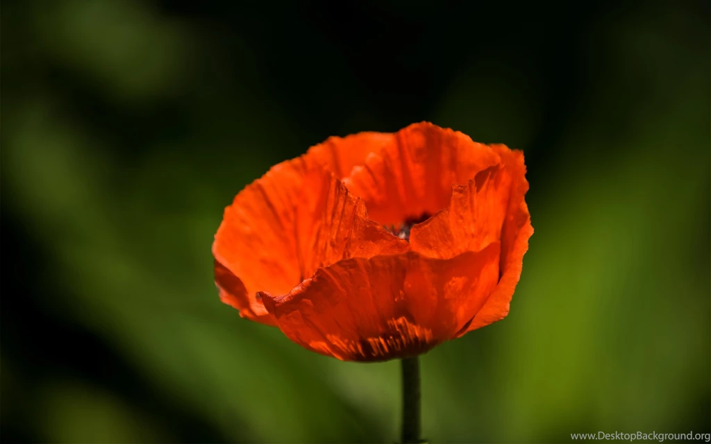 Flowers Wallpapers And Wallpapers Download