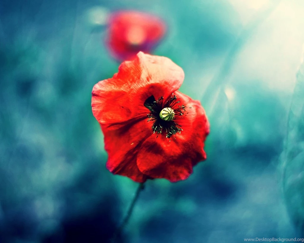 1280x1024 Wild Red Poppy Desktop PC And Mac Wallpapers