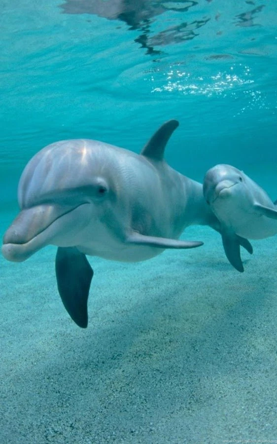 Dolphins Live Wallpapers Android Apps On Google Play