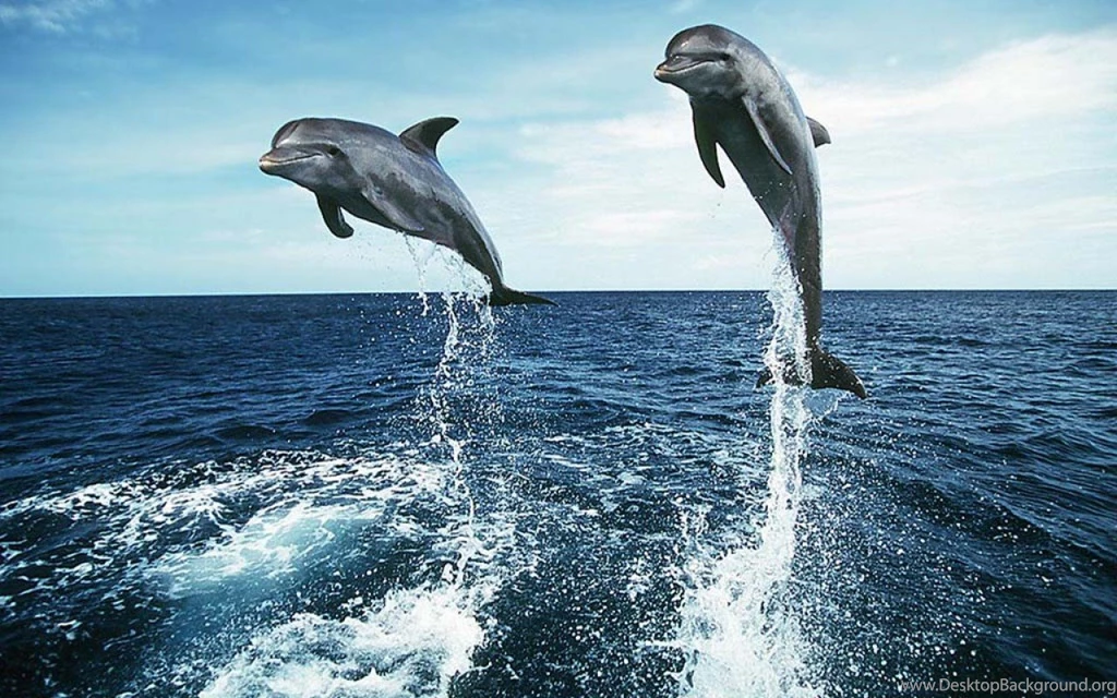 Dolphins Homepage Dolphin Loving Wallpapers For Mobile