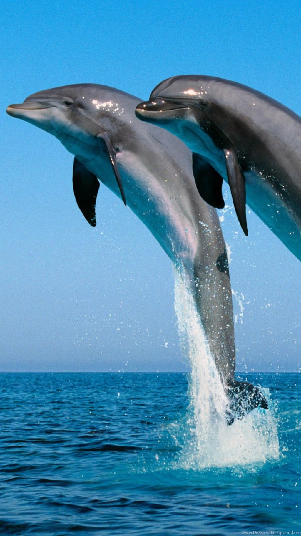 HD Backgrounds Dolphins Jump Stunt Blue Water Sea Spray ...