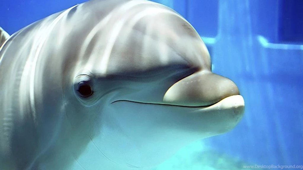 Dolphin Wallpapers 28 – HD Wallpaper, Wallpapers Pics The Best ...