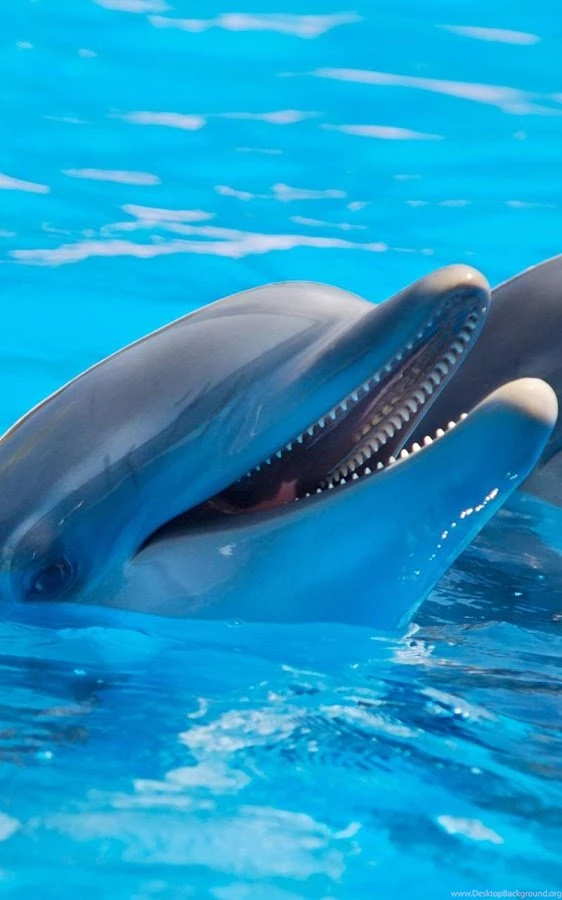 Dolphins Live Wallpapers Android Apps On Google Play
