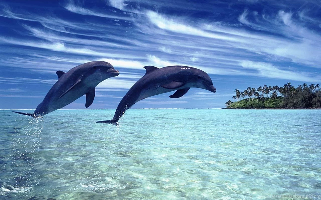 Dolphin Wallpapers Android Apps On Google Play