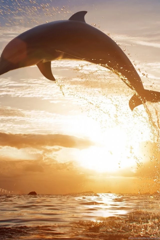 Leaping Dolphins Mobile Wallpapers Mobiles Wall
