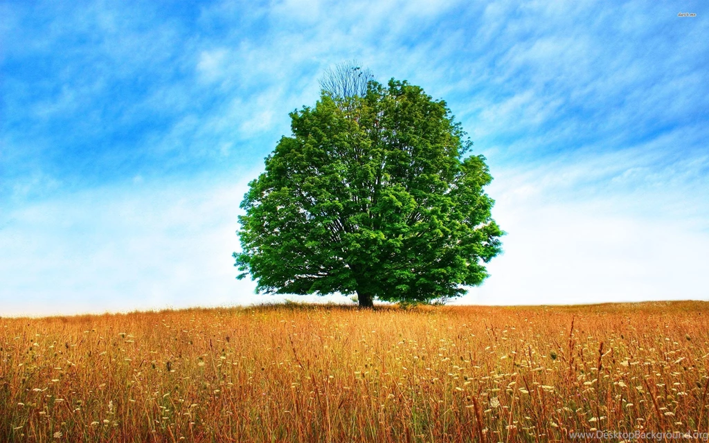 Oak Trees Collection (46+)