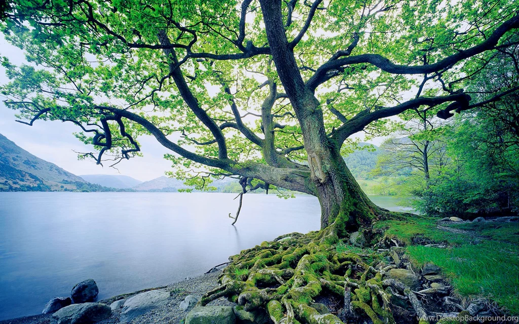 11 Oak Tree HD Wallpapers