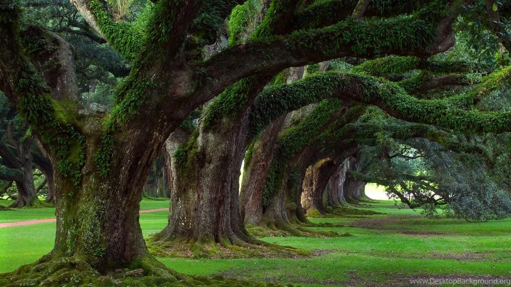 Live Oak Trees Wallpapers Luke Mcreynolds   (