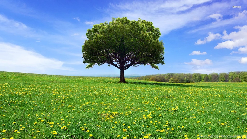 12497 Old Tree 1920x1080 Nature Wallpapers