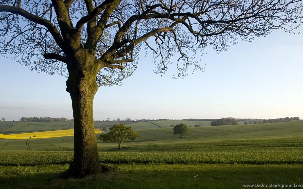 Oak Tree In The English Countryside Desktop Backgrounds 1680x1050 ...