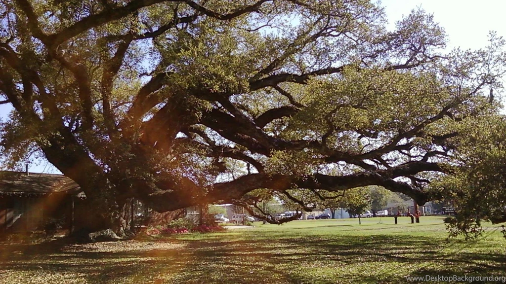 Beautiful Oak Tree Wallpapers   (