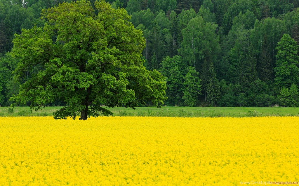 Oak Tree And Yellow Colza Flowers Field Spring Wallpapers ...