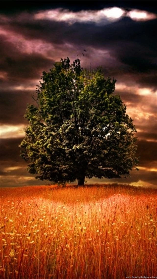 Oak Tree HD iPhone Wallpapers, iPhone 5(s)/4(s)/3G Wallpapers