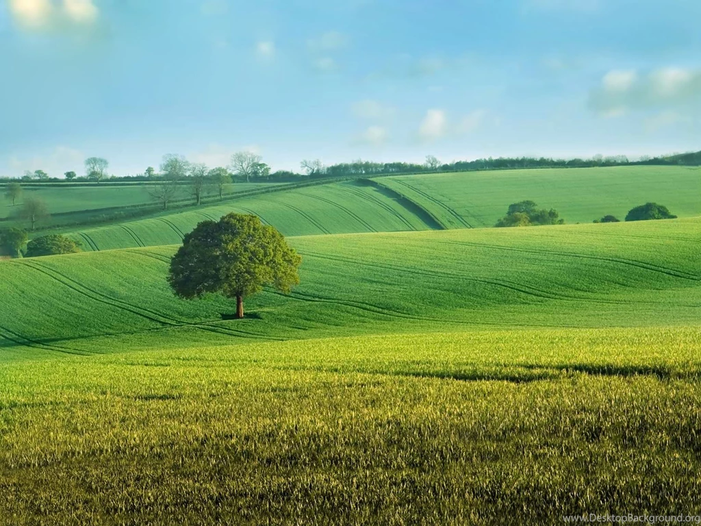 Sugar Glider Wallpapers 7   HD Wallpaper Backgrounds