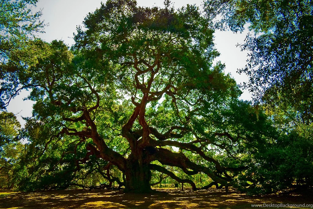Oak Tree Images 5th Grade With Mr. Potts