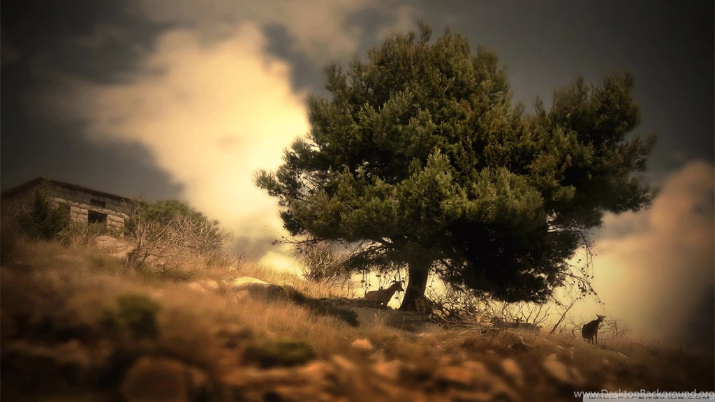 Download Baby Goats Wallpapers 1920x1080