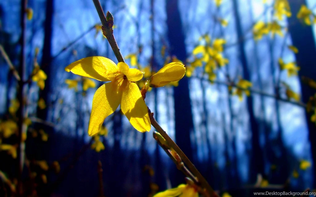 Flowers Wondrous Wallpapers Desktop Backgrounds Full Screen