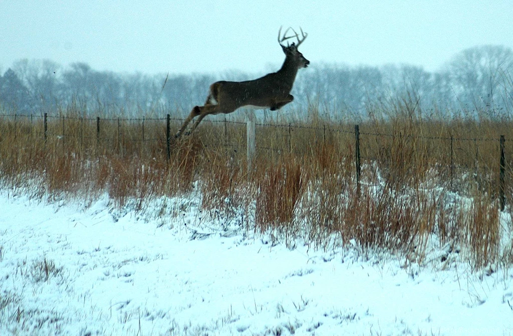 Monster Bucks Wallpapers Wallpapers Cave