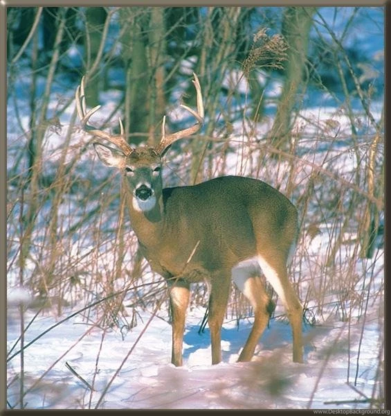 Jprat Jpret Wow: Deer Wallpapers