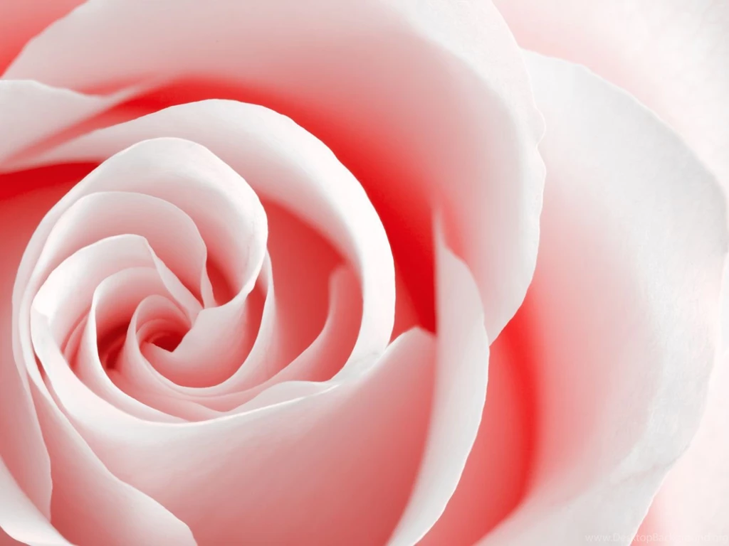 Rose Desktop Wallpapers Wallpapers Cave