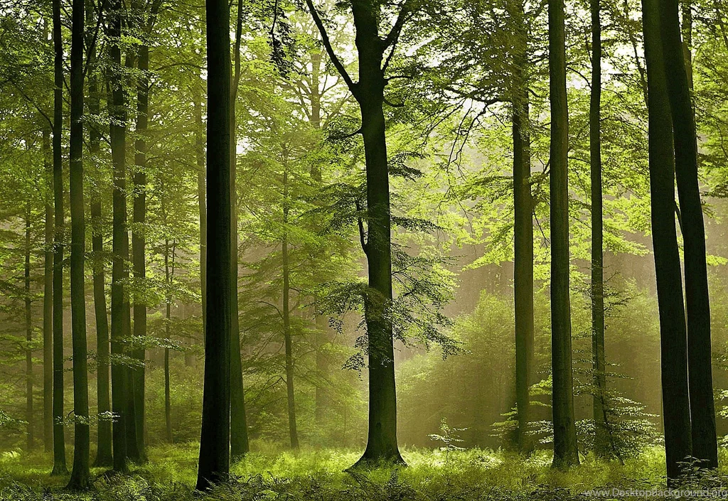 Wall Art Wallpapers Murals