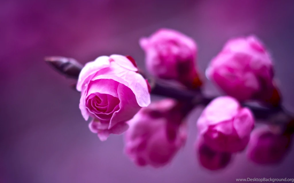 Pink Roses Wallpaper Images Ndemok.com