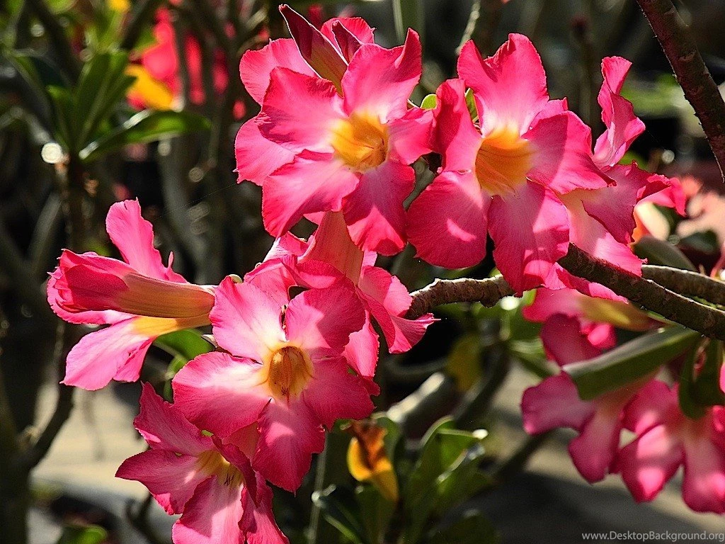 Flowers Pink Flowers Nature Flower Rose Desktop Backgrounds ...