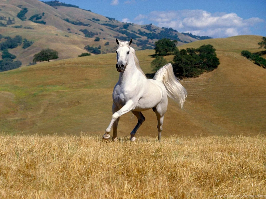 Horse Wallpapers Desktop Wallpapers Cave