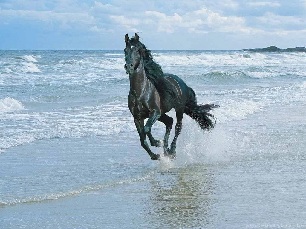 Friesian Horse Wallpapers Wallpapers Cave