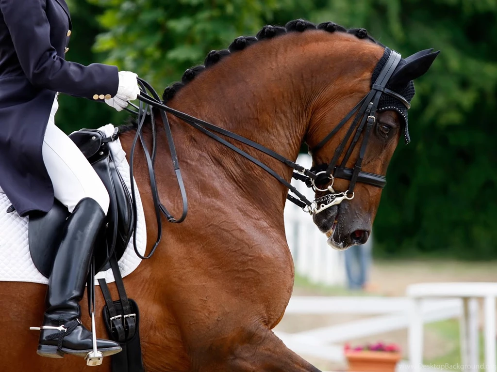 Free Bramham International Horse Trials Computer Desktop Wallpapers